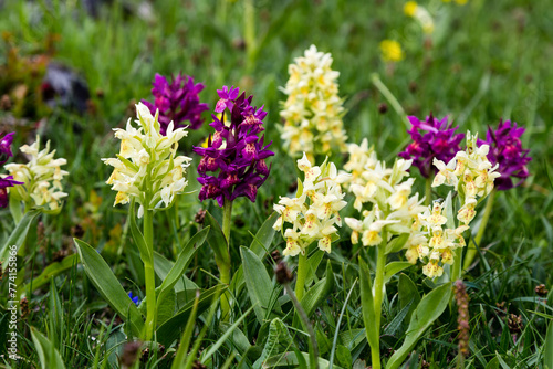 Fotografía Orchis sureau jaunes et pourpres en mélange dans une prairie subalpine, Orchis s