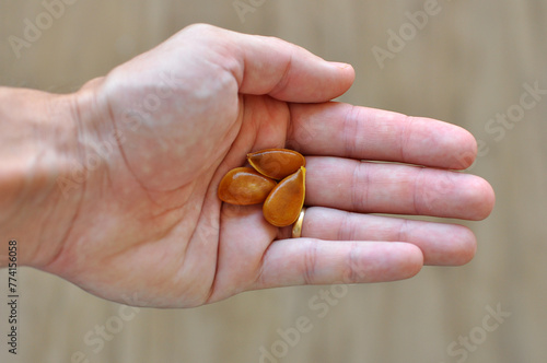mão segurando sementes  photo