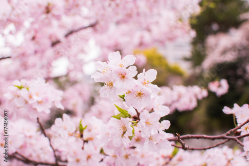 満開の桜の花