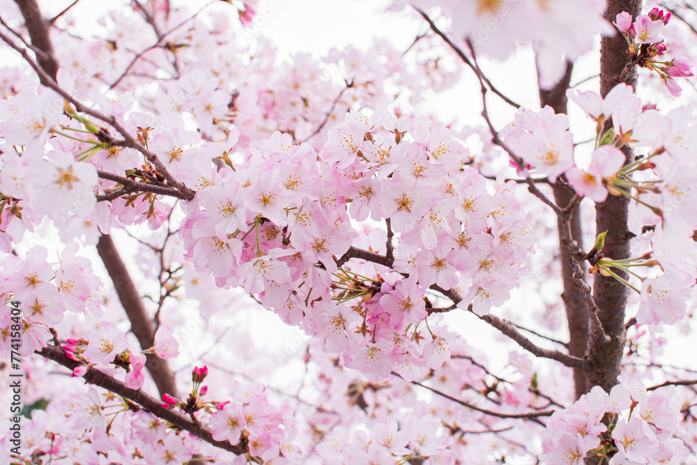 満開に咲き誇る日本の桜