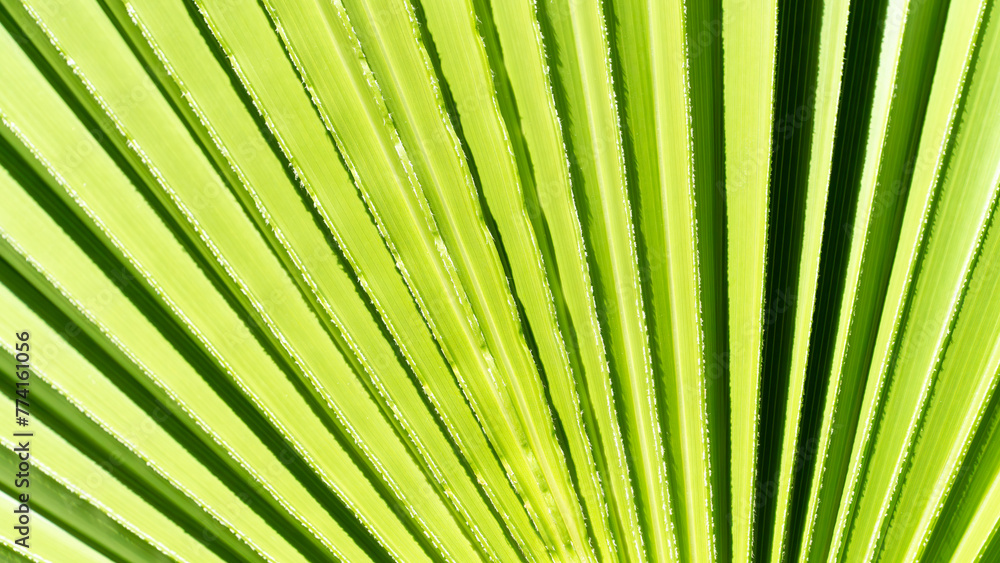 Close up of Palm leaf. Green palm tree leaf close up background - obrazy, fototapety, plakaty 