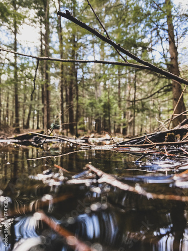 Swamp in an old growth forest in Ontario  Canada