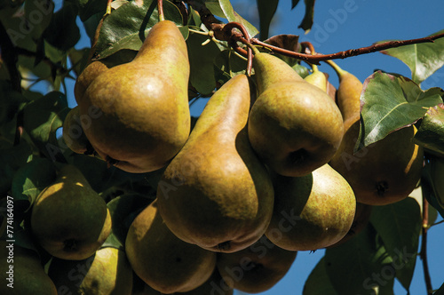 Ripe Xenia Pears Hanging on a Tree in the Summer Sun. Ripe Green Beurré Bosc Pears Hanging on a Tree Twig in Summer Against the Blue Sky. photo