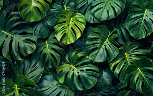 The awesome Monstera wallpaper gives a stunning tropical touch to your design. photo