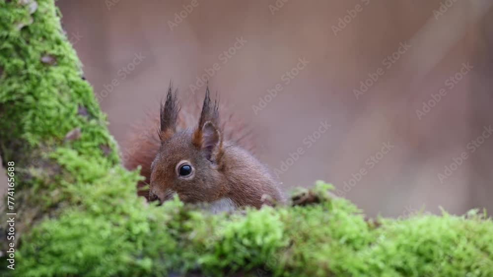 Red squirrel searches for food on dead wood looks and jump away, european red squirrel, winter, north rhine westphalia, (sciurus vulgaris), germany