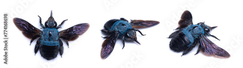 Blue bumblebee isolated on white. Xylocopa caerulea macro close up, collection insects, hymenoptera, entomology photo