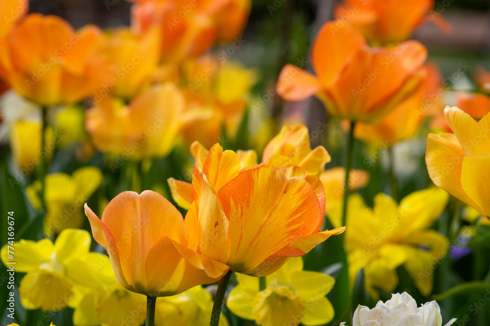 Amazing garden field with tulips of various bright rainbow color petals, beautiful bouquet of colors in sunlight daylight Amazing garden field with tulips of various bright rainbow color petals, beautiful bouquet of colors in sunlight daylight