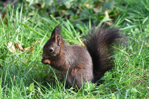 Eichhörnchen