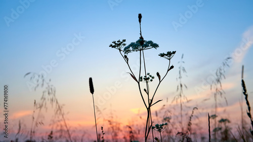 Sunset in the field. Grass against the background of the summer sunset sky.