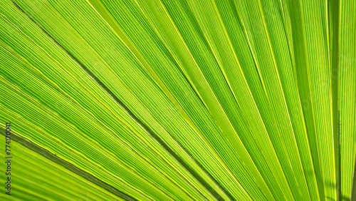 Close up of Palm leaf. Green palm tree leaf close up background © Mete Caner Arican