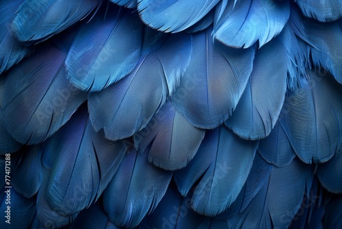 A compelling image of rich blue bird feathers that showcase a soothing blend of color and softness photo