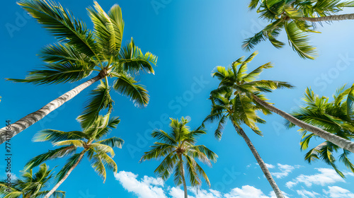 Palm trees and the bright blue sky as the background