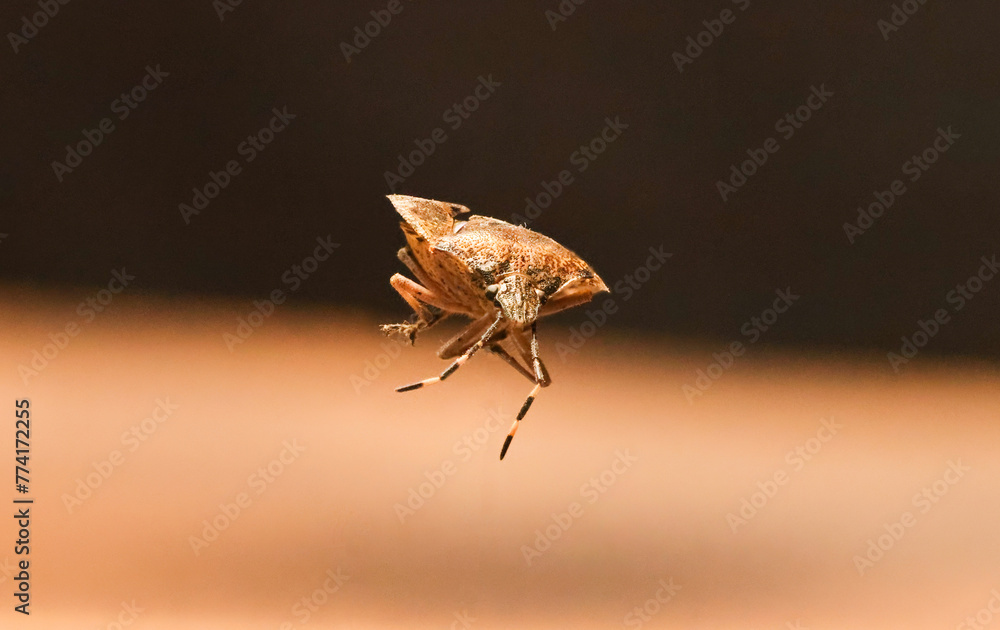 Obraz premium Käfer, Insekt, Natur, Schädling, Makro