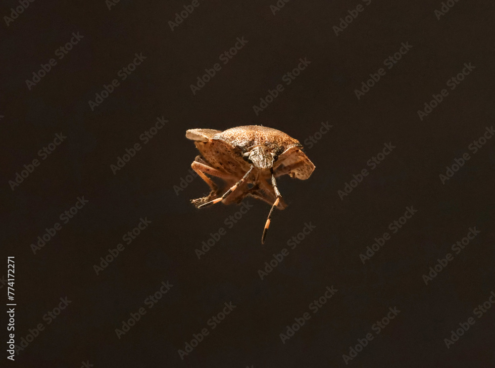 Käfer, Insekt, Natur, Schädling, Makro - obrazy, fototapety, plakaty 
