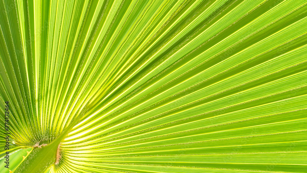 Close up of Palm leaf. Green palm tree leaf close up background Close up of Palm leaf. Green palm tree leaf close up background