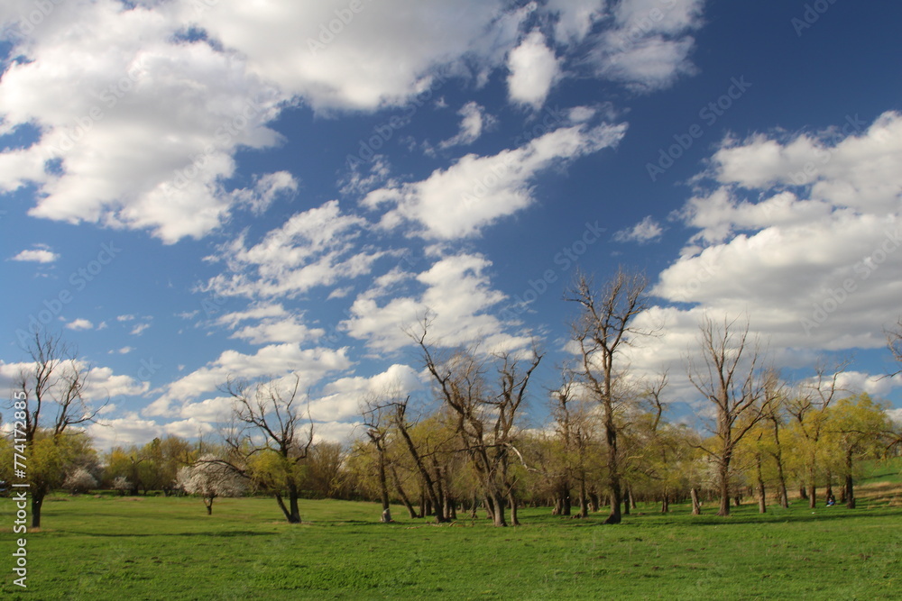 A grassy field with trees and blue sky with clouds A grassy field with trees and blue sky with clouds