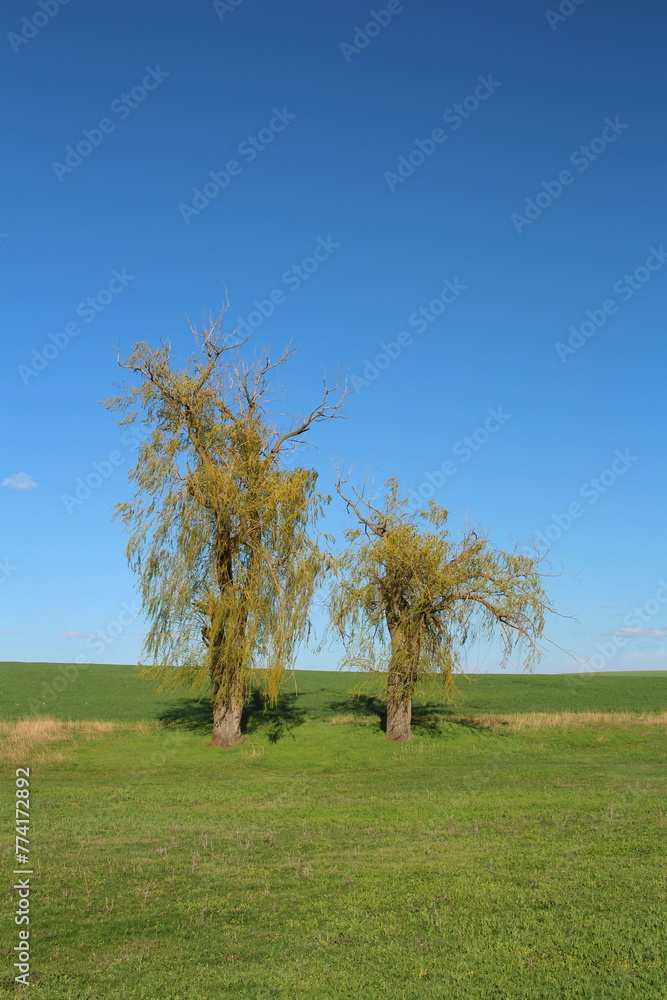 A group of trees in a field A group of trees in a field