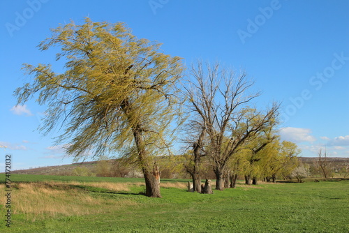 A group of trees in a field