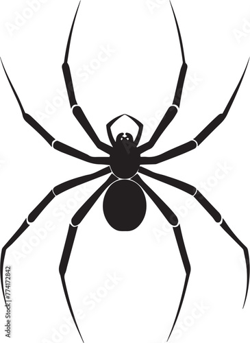 spider isolated on white background