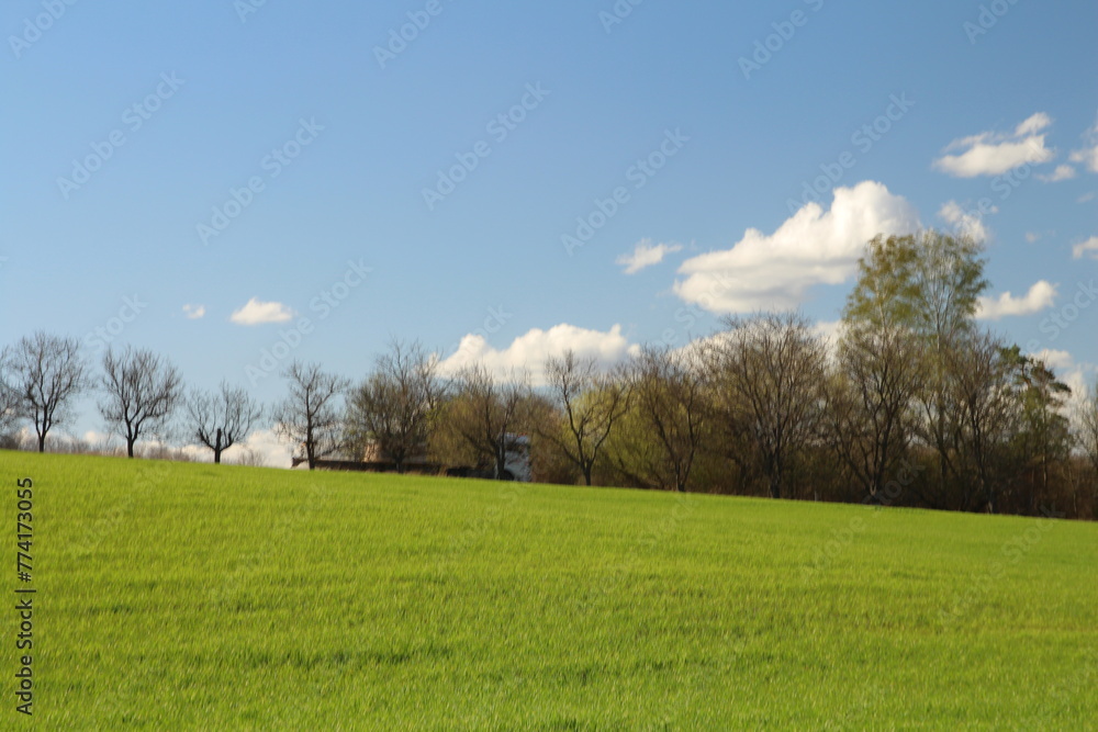 A field with trees and blue sky A field with trees and blue sky