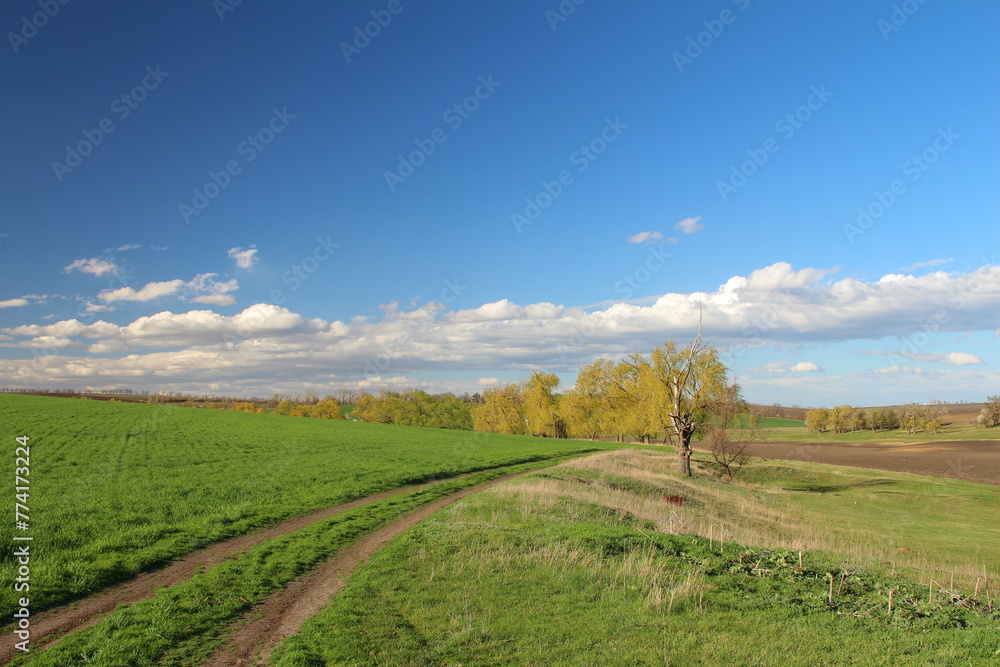 Naklejka premium A field with grass and trees