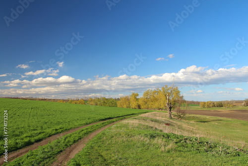 A field with grass and trees