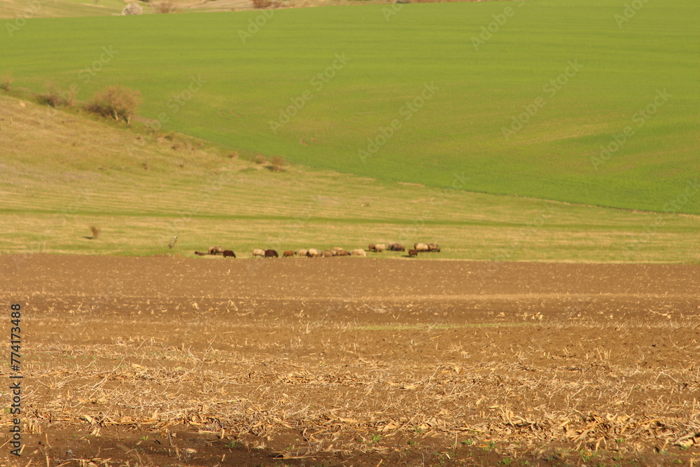 A group of animals in a field A group of animals in a field
