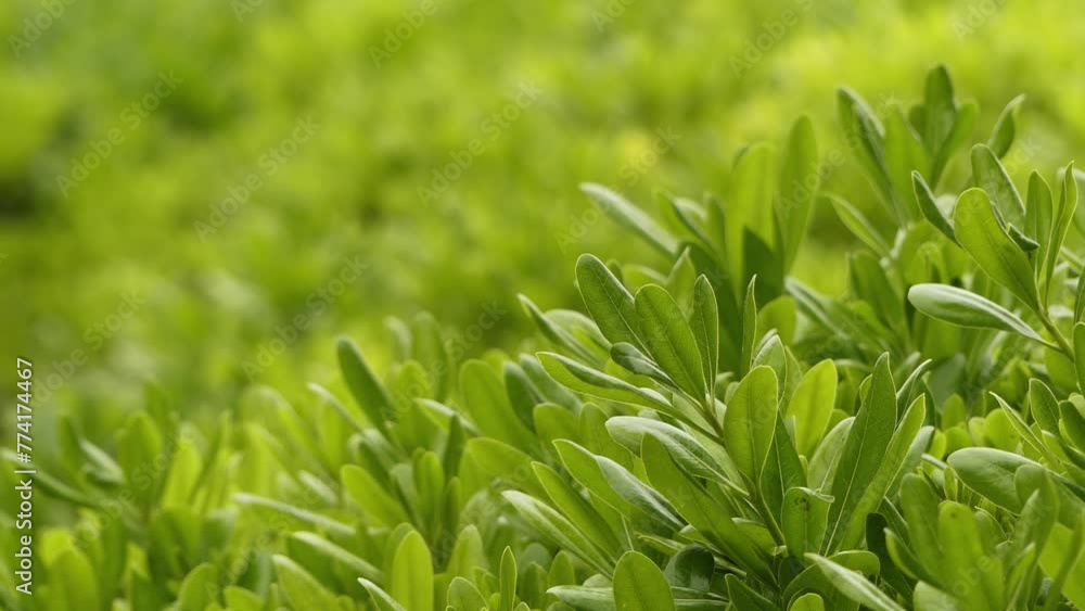 Scaevola taccada, beach cabbage, sea lettuce, beach naupaka, naupaka ...
