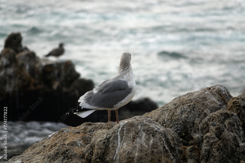 View of a seagull standing at the seaside View of a seagull standing at the seaside