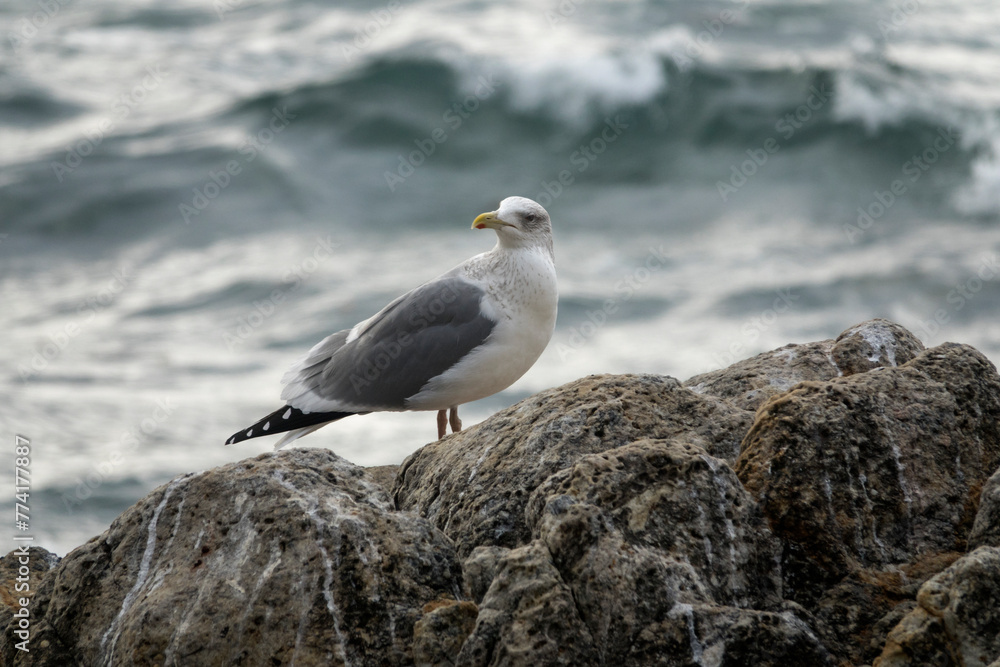 View of a seagull standing at the seaside View of a seagull standing at the seaside