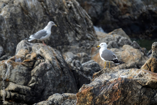 View of the seagulls standing on the rock at the seaside © 안구정화