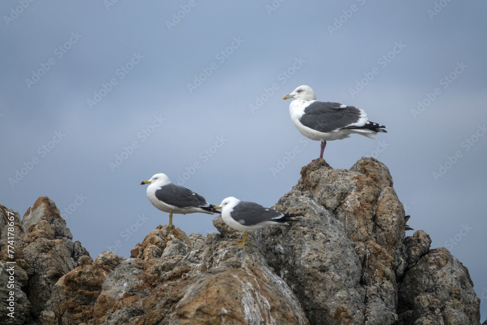 View of the seagulls standing on the rock at the seaside View of the seagulls standing on the rock at the seaside