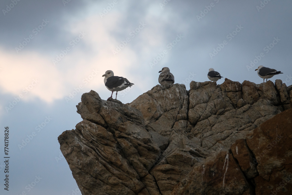 View of the seagulls standing on the rock at the seaside View of the seagulls standing on the rock at the seaside