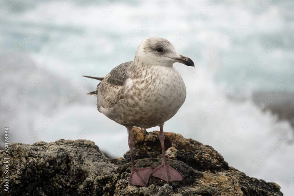 View of a seagull standing at the seaside View of a seagull standing at the seaside