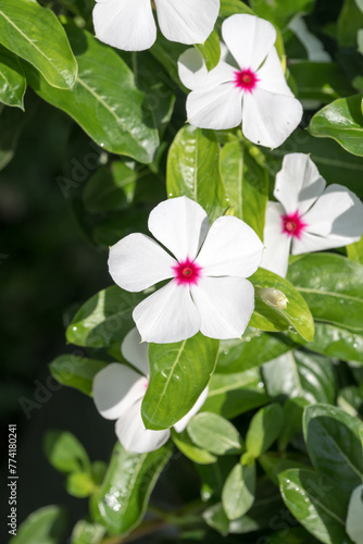 Beautiful blooming Pericuinkle flowers. photo