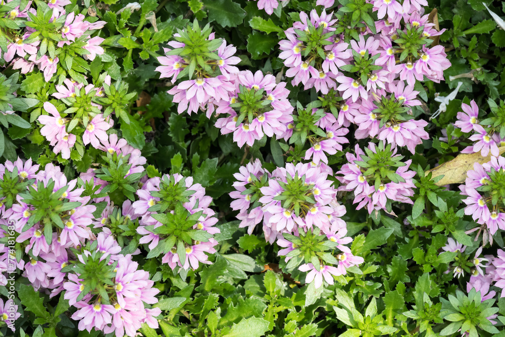 Beautiful fairy fan flowers. Beautiful fairy fan flowers.