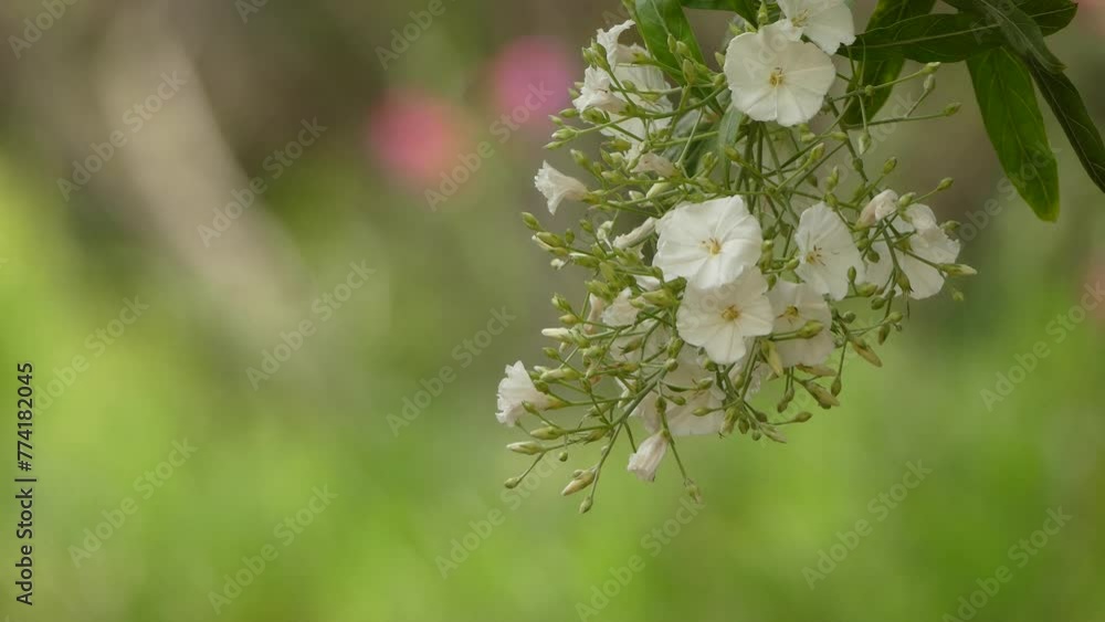 Sideroxylon marmulano. Sideroxylon is a genus of trees in the family ...