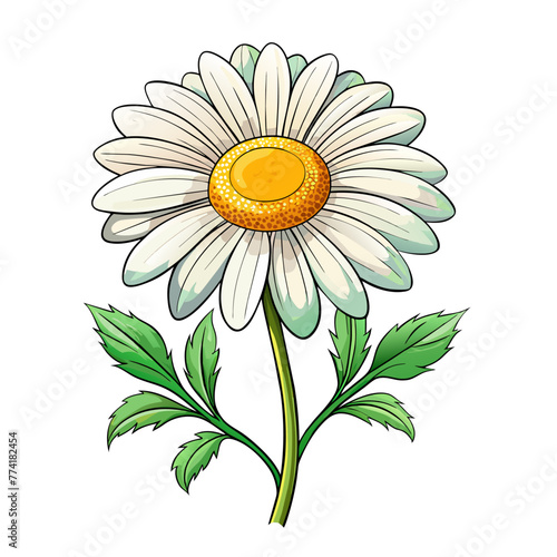 Chamomile flowers on white background for card decor