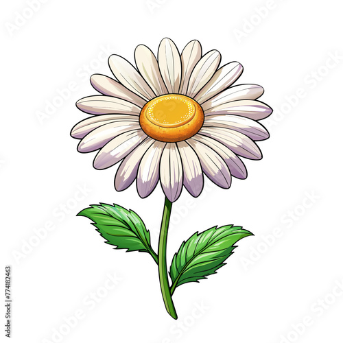 Chamomile flowers on white background for card decor