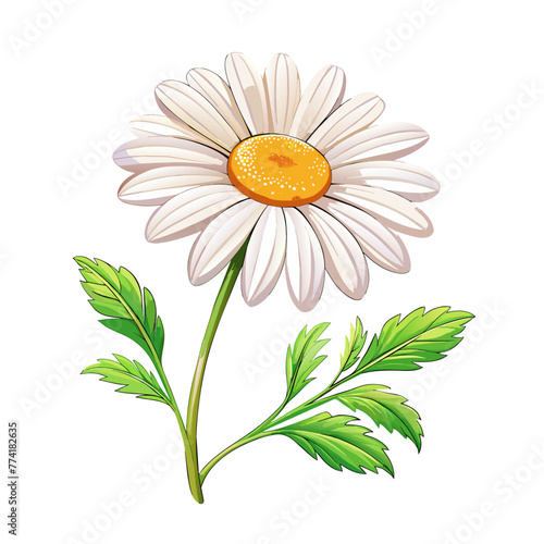 Chamomile flowers on white background for card decor
