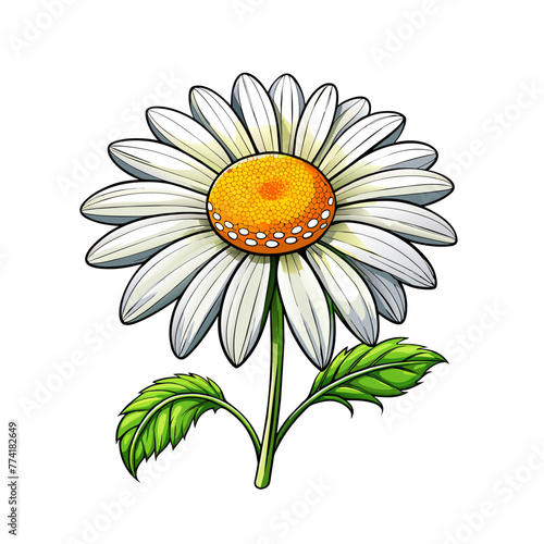 Chamomile flowers on white background for card decor