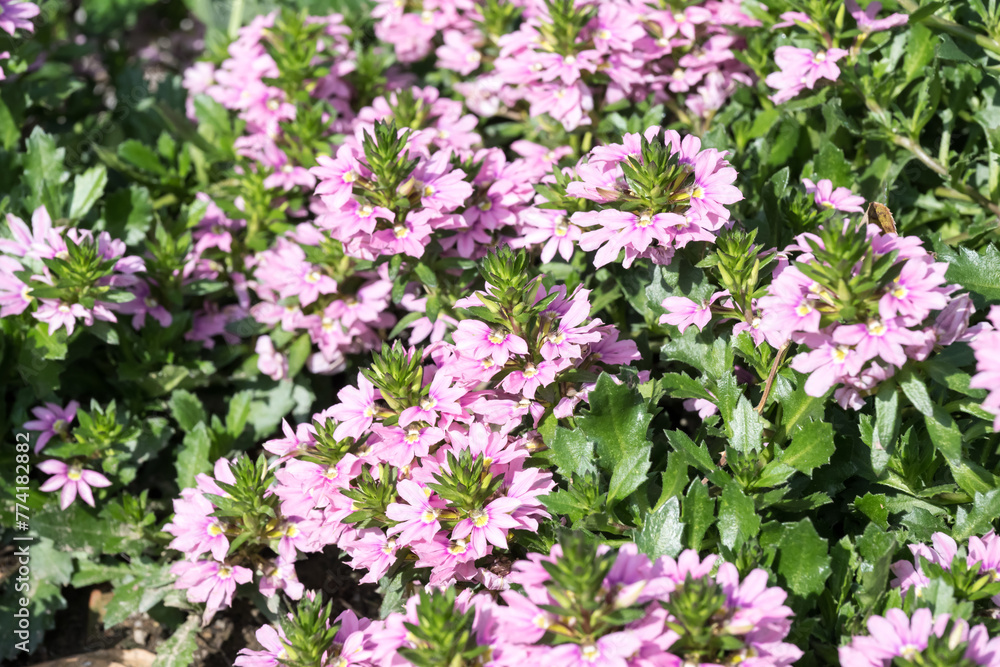 Beautiful fairy fan flowers.