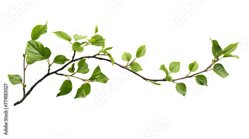 Photo of A branch with green leaves on white background