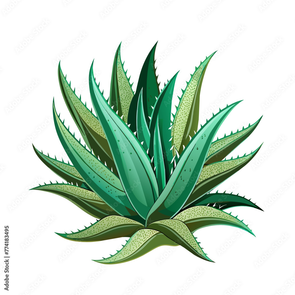 aloe vera plant art drawn for decor aloe vera plant art drawn for decor