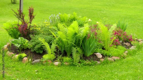 Ferns and other plants in the flowerbed in summer city park. photo