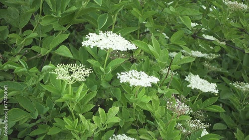 Sambucus nigra is species complex of flowering plants in family Adoxaceae native to most of Europe. It is elder, elderberry, black elder, European elder photo