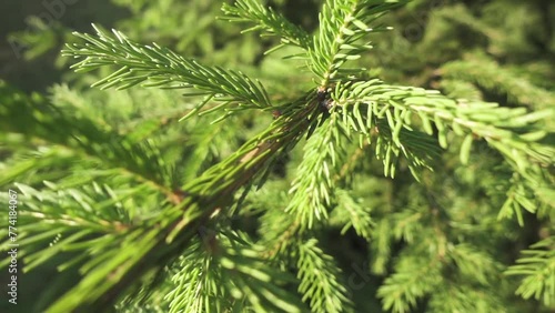 Picea abies, the Norway spruce or European spruce, is a species of spruce native to Northern, Central and Eastern Europe. It has branchlets that typically hang downwards. photo