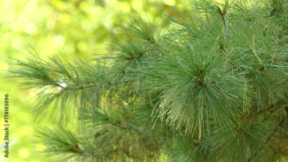 Pinus strobus, commonly known as eastern white pine, white pine, northern white pine, Weymouth pine, and soft pine is large pine native to eastern North America. Pinus strobus, commonly known as eastern white pine, white pine, northern white pine, Weymouth pine, and soft pine is large pine native to eastern North America.