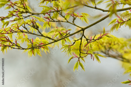Japanischer Ahorn im Frühling - Die Bäume sind grün im Park