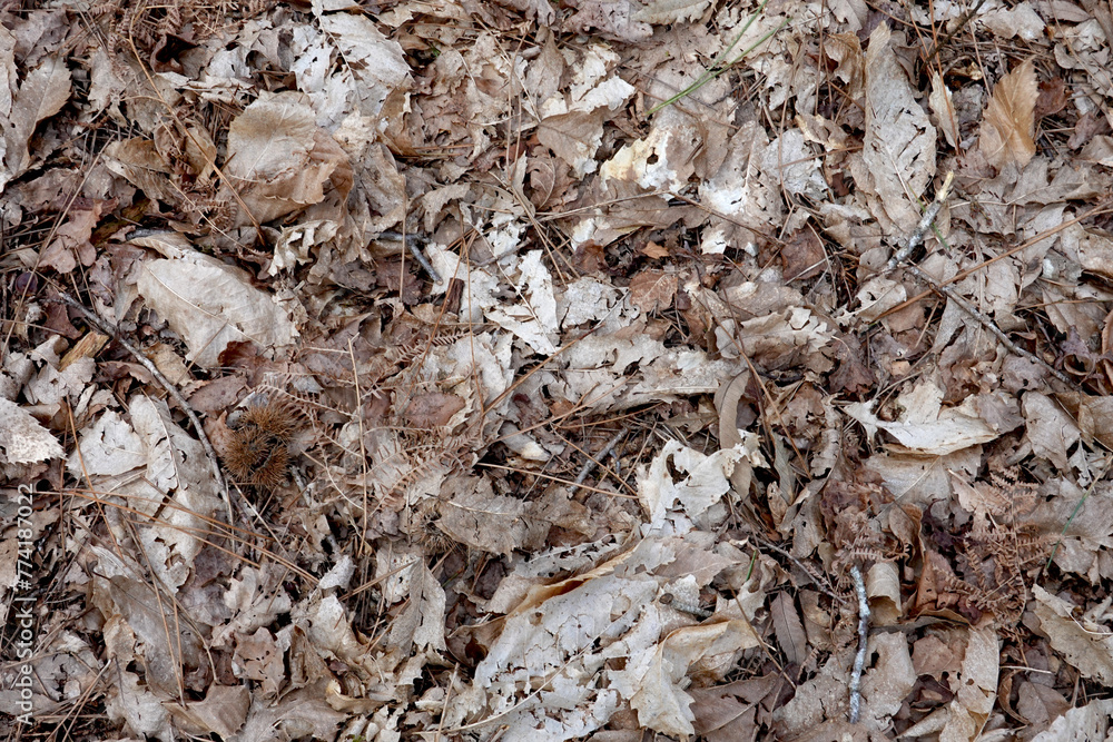 Tapis de feuilles mortes en forêt